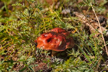 Russia, Eastern Siberia, Buryatia. Edible mushrooms in the Sayan Mountains, overgrown with...