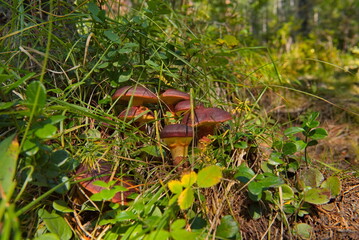 Russia, Eastern Siberia, Buryatia. Edible mushrooms in the Sayan Mountains, overgrown with...