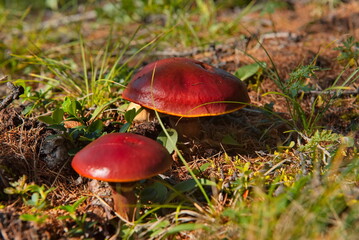 Russia, Eastern Siberia, Buryatia. Edible mushrooms in the Sayan Mountains, overgrown with impenetrable taiga in the height of summer.