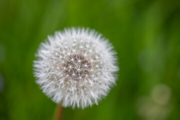 Dandelion on green background