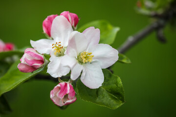 apple tree flowers