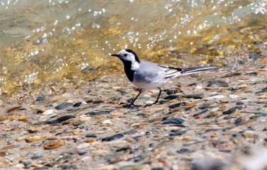 A bird is walking on a rocky beach
