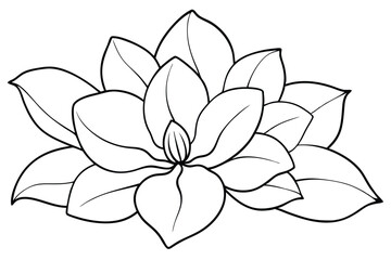 Fototapeta premium magnolia flower line drawing