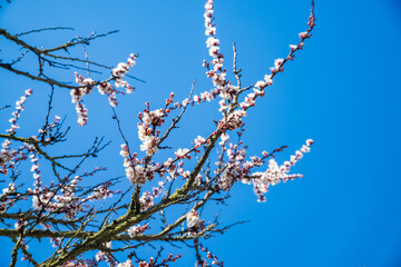 Spring plum blossoms in sunlight, toned image. White plum blossoms in an orchard