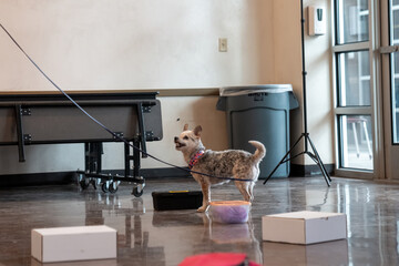 Small breed dog alerting her owner she found the odor © feeferlump