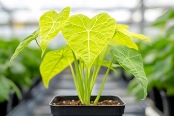 Bright Yellow Alocasia Plant Growing in Pot Greenhouse