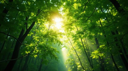 Fototapeta premium Lush green forest canopy with sunlight filtering through leaves