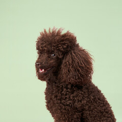 A dark brown poodle sits in front of a soft green background, its curly fur giving it a regal and...
