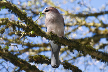 Eurasian Jay (Garrulus glandarius) perched on a tree branch in Zurich, Switzerland