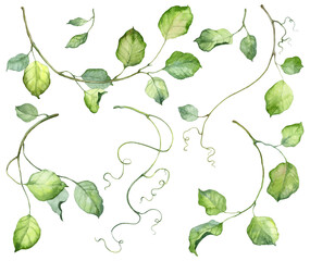 Ivy plants with green leaves on white background. Watercolor hand painted realistic botany set in high resolution, detailed illustrations.