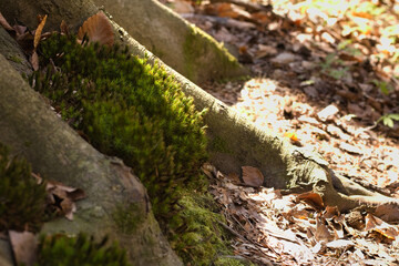 Spring  forest,  green moss in the forest, ground flor, undergrowth.