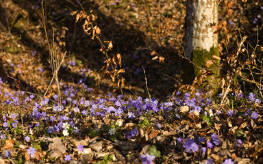Obraz premium Spring forest, flowers in the forest, Anemone, Anemone nemorosa, ground flor witch purple anemone, undergrowth.