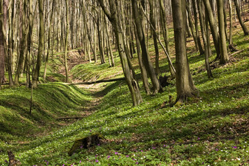 Spring  forest, flowers in the forest,  green forest landscape, undergrowth, ground floor.