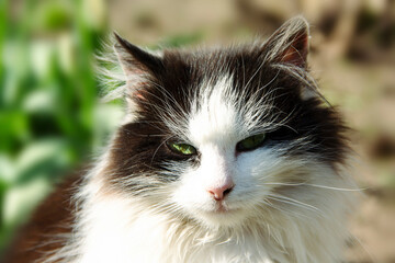 Portrait of a cute fluffy black and white kitten, close-up