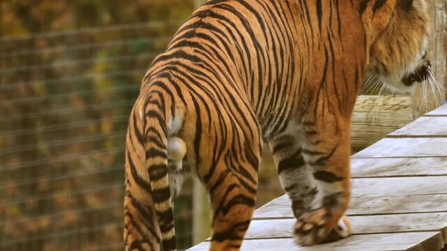 A happy family of Sumatran tigers in a Welsh wildlife park. A male tiger walks up the staging in a wildlife enclosure to give his son a wash. The cub tries to wriggle out of it. Full release included