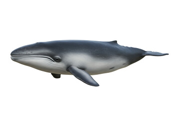 Stunning Image of a Pygmy Right Whale