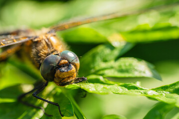 Close-up view of a dragonfly resting on a lush green leaf, highlighting the intricate details of its delicate wings and vibrant colors, celebrating the beauty of nature's wonders