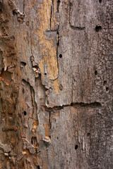 Close-up of decaying tree bark with holes
