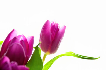 Purple tulips against a white background
