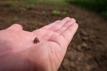 Colorado potato beetle on human palm outdoors
