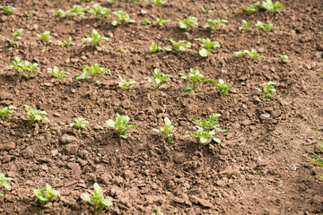 Young green plants growing in cultivated soil
