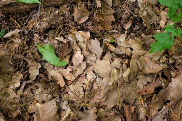 Dry oak leaves covering forest ground
