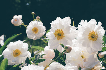 Beautiful white peony flowers blooming in the garden. Natural background.