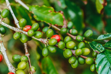 Coffee cherries at different stages of ripeness, green, yellow, and red, growing on a branch in a tropical setting. Ideal for visuals on agriculture, coffee production, botany, or sustainable farming