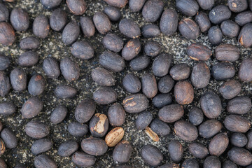 Close-up of dried coffee beans on rustic surface. Natural texture of unroasted coffee beans drying...