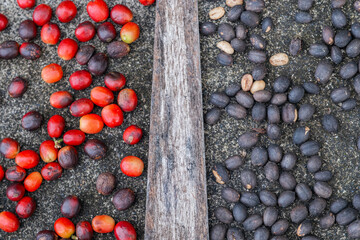 Coffee Bean Evolution: Red to Black Drying Process. Various Stages of Coffee Cherry Showing Fresh Harvested Fruits and Sun-Dried Beans, Specialty Coffee Processing Method Used in Premium Production