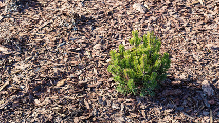 A spruce sapling in the park on a sunny day.