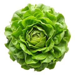 Fototapeta premium Fresh butterhead lettuce isolated on transparent background