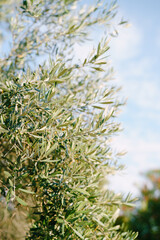 Green olives on tree branches against a blue sky