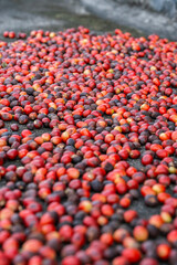 Organic Coffee Beans Drying Process. Red Ripe Coffee Cherries Laid Out for Natural Sun-Drying, Traditional Coffee Processing Method for Premium Quality Specialty Coffee Production.