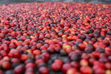 Fototapeta premium Harvested Red Coffee Cherries Drying. Natural Processing Method for Coffee Beans, Artisanal Coffee Production Showing Raw Coffee Fruits Before Fermentation and Hulling.