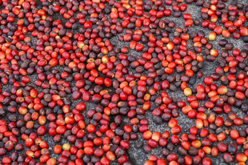 Fresh Red Coffee Cherries Drying in Sun. Portuguese Coffee Processing on Farm, Natural Method Preparation for Beans Harvesting. Specialty Coffee Production Technique in Traditional Agriculture.