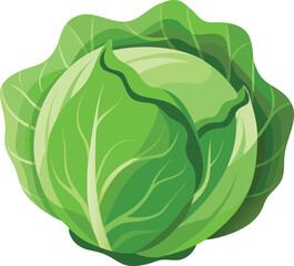 Cabbage