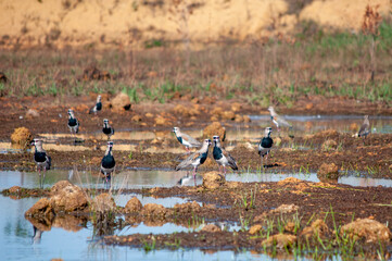 southern lapwing ( Vanells chilensis ) gathered by the pond