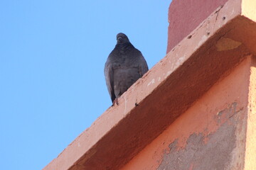 A close-up shot of a pigeon perched on top of a house