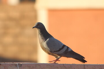 A close-up shot of a pigeon perched on top of a house