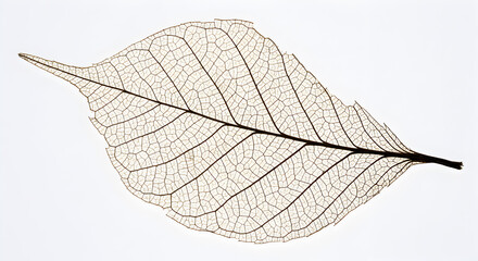 Obraz premium Translucent Leaf Skeleton on White Background