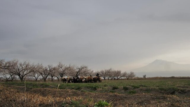A shepherd herds a flock of sheep to a field near fruit trees and high mountains with snowy peaks. A shepherd herds a small flock of sheep. Sheep farming, breeding fat-tailed sheep