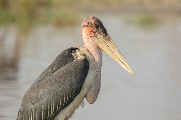 Portrait of a Marabou stork (Leptoptilos crumenifer)