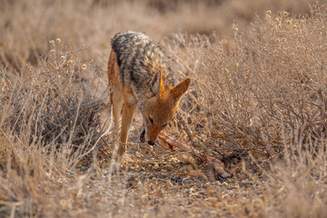 Black-backed Jackal (Canis mesomelas) feeding on piece of carcass of a small Antelope