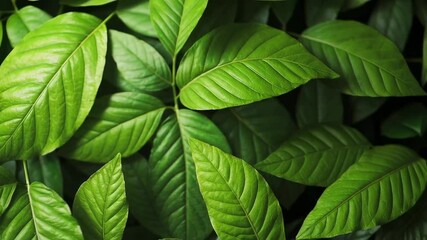Green leaf foliage creating vibrant, lush backdrop representing nutrition, wellness, and natural health, emphasizing fresh organic ingredients for diet related visual content