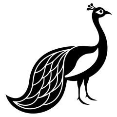 Peacock silhouette with detailed tail feathers