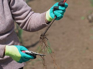Preparing for planting a young vine grape
