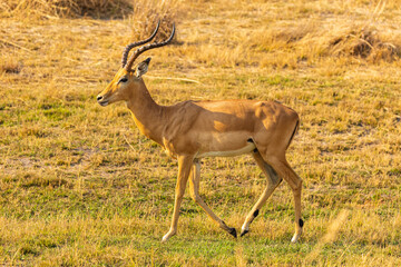 Close up of Impala (Aepyceros melampus) walking on savanna