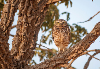 burrowing owl on tree branch looking at camera.