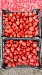 Treated seed potatoes in plastic crates prepared for planting, agricultural pest protection